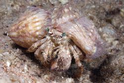 Hermit crab. Sharks bay. D200, 60mm. by Derek Haslam 